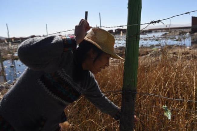 A young Indigenous Andean woman leans over a fence to examine some reeds 