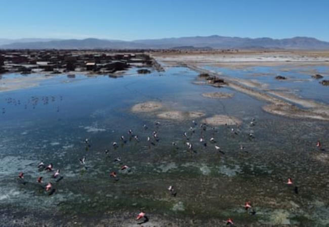 Aerial view of a lake as a flock of flamingos fly over the water