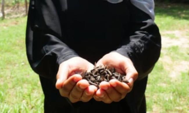 A volunteer holds black flies larvae for project Mila in Kenya